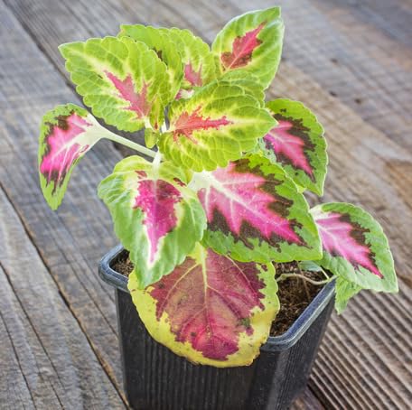 green pink flower seeds