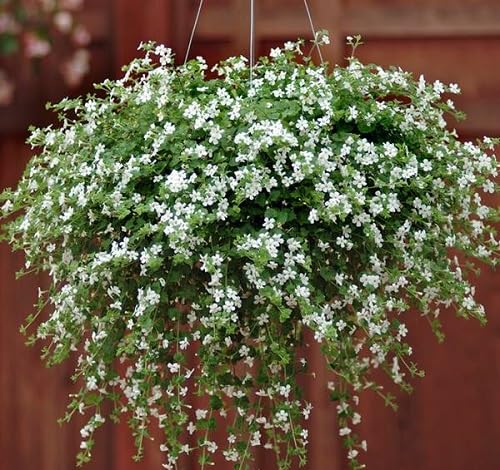 White Bacopa Flowers Seeds – Heirloom, Non-GMO, High Germination Organic Garden Seeds for Planting