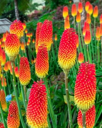 Red Kniphofia Uvaria Flower Seeds – Heirloom, Non-GMO, High Germination Organic Garden Seeds for Planting