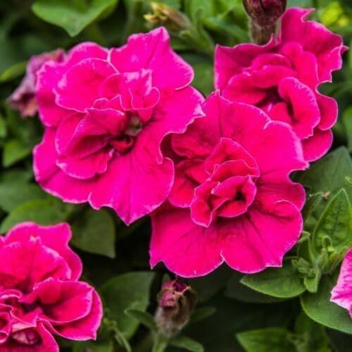 Petunia Flower Seeds Heirloom Non-GMO High Germination Organic Garden Seeds for Planting