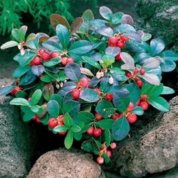 redgaultheriafruitheirloomnongmo flower seeds