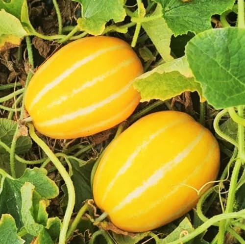 Yellow Canary Melon Seeds – Heirloom, Non-GMO, High Germination Organic Garden Seeds