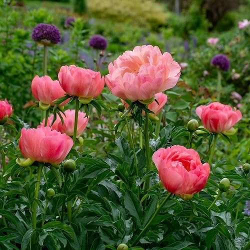 Peony Flower Seeds – Heirloom, Non-GMO, High Germination Organic Garden Seeds for Planting