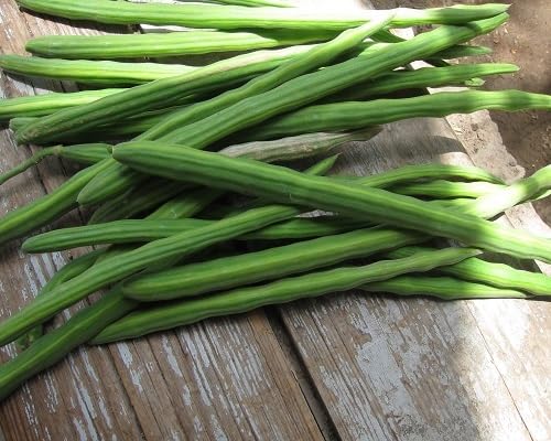 Drumstick Seeds – Heirloom, Non-GMO, High Germination Organic Garden Seeds Planting