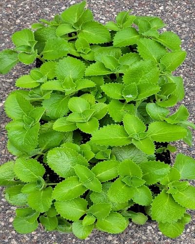Green Cuban Oregano Plant Seeds Heirloom Non-GMO High Germination Organic Garden Seeds for Planting