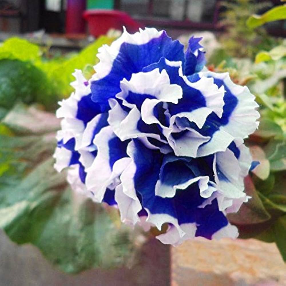 garden petunia flower seeds