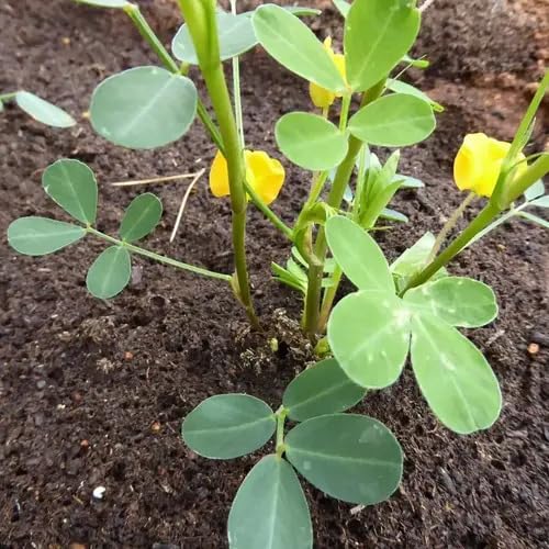 Chipilin Green Seeds – Heirloom, Non-GMO, High Germination Organic Garden Seeds Planting