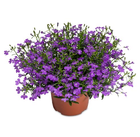 Violet Lobelia Flower Seeds – Heirloom Non-GMO High Germination Organic Garden Seeds