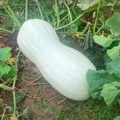 Weiße Kürbiskerne – Alte Sorte, gentechnikfrei, hohe Keimrate, Bio-Gartensaat zum Pflanzen