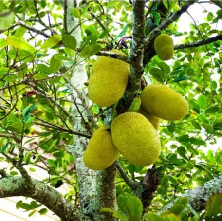 Green Marang Seeds – Heirloom, Non-GMO, High Germination Organic Garden Seeds