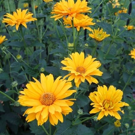 Yellow Heliopsis Flower Seeds – Heirloom Non-GMO High Germination Organic Garden Seeds
