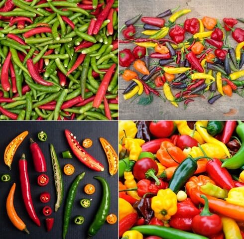 Mixed Chilli Seeds Heirloom Non-GMO High Germination Organic Garden Seeds for Planting