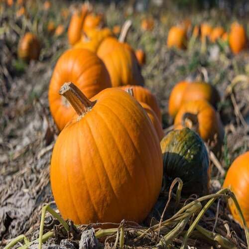 Pumpkin Seeds – Heirloom, Non-GMO, High Germination Organic Garden Seeds Planting