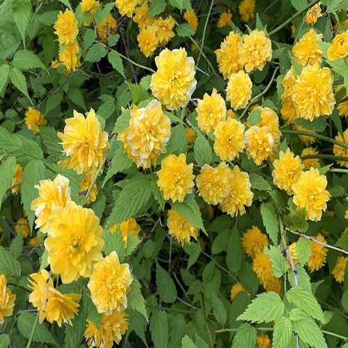 Gelbe Kerria Japonica Blumensamen – Alte Sorte Gentechnikfrei Hohe Keimfähigkeit Bio-Samen