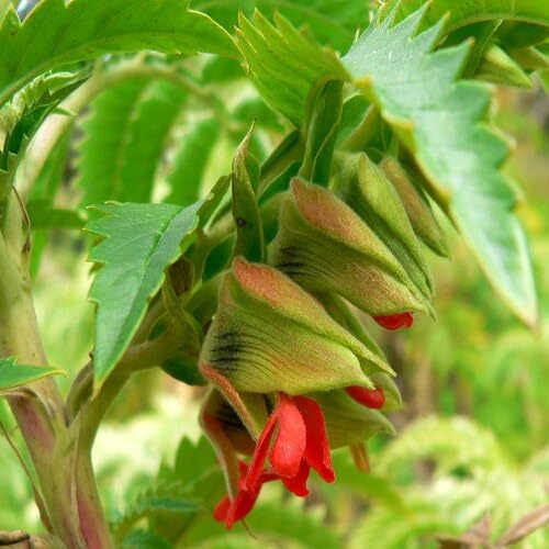 Red Melianthus Comosus Flower Seeds – Heirloom, Non-GMO, High Germination Organic Garden Seeds for Planting