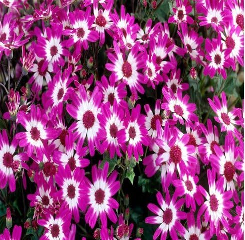 Semillas de flores Senetti Pericallis rosa y blanca para plantar – Semillas de jardín orgánicas, de reliquia, sin OMG, de alta germinación