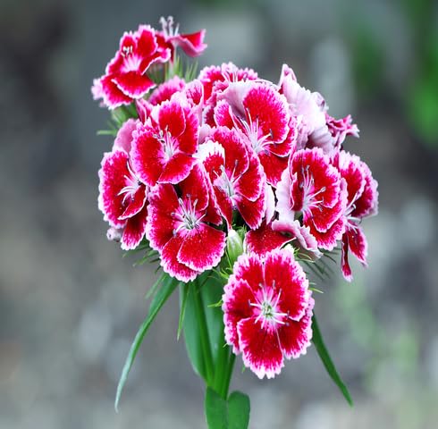 Red White Dianthus Flower Seeds for Planting – Heirloom Non-GMO High Germination Organic Garden Seeds