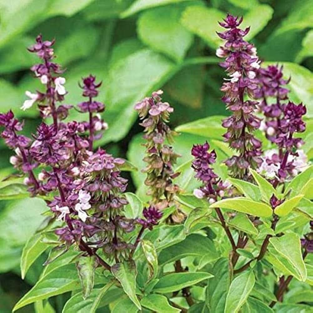 Cinnamon Basil herb seeds
