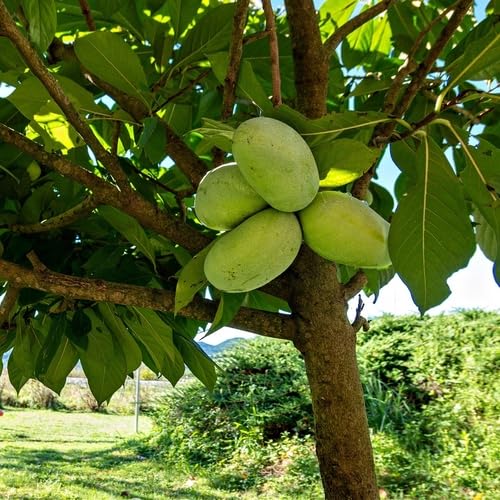 Grüne Papaya-Samen – Alte Sorte, gentechnikfrei, hohe Keimfähigkeit, Bio-Gartensamen