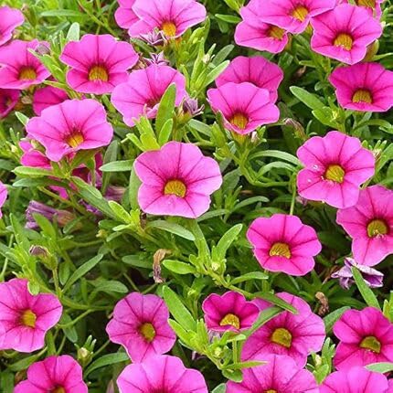 pink calibrachoa flower seeds