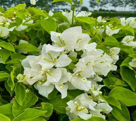 White Bougainvillea Flower Seeds – Heirloom, Non-GMO, High Germination, Organic Garden Seeds for Planting