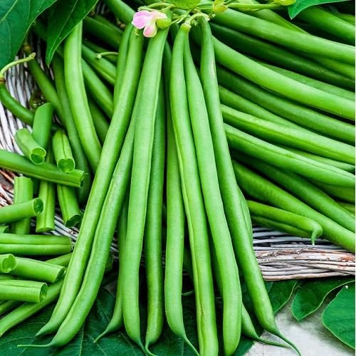 Green Bean Seeds – Heirloom, Non-GMO, High Germination Organic Garden Seeds Planting