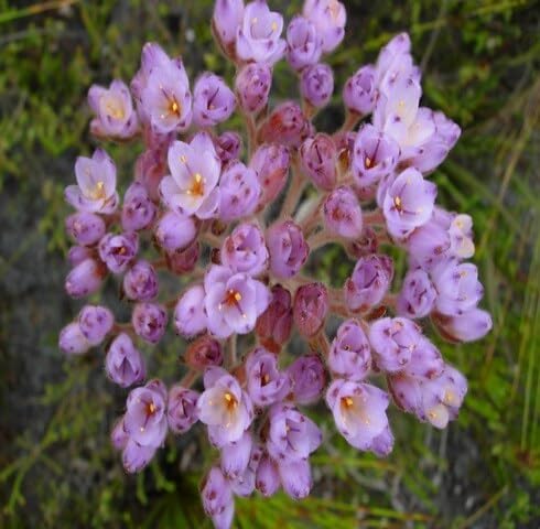 Purple Dilatris Flower Seeds – Heirloom, Non-GMO, High Germination Organic Garden Seeds for Planting