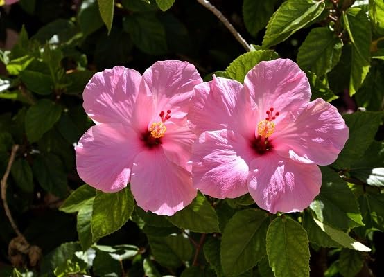 Hibiscus Flower Seeds – Heirloom, Non-GMO, High Germination Organic Garden Seeds for Planting