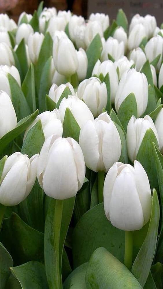 Giant Tulip Flower Seeds White – Heirloom Non-GMO High Germination Garden Seeds