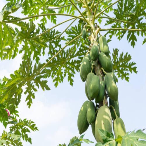 Papaya Seeds – Heirloom, Non-GMO, High Germination Organic Garden Seeds
