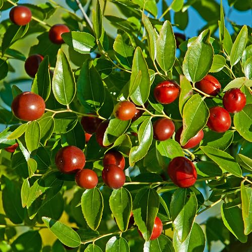 Red Ziziphus Fruit Seeds – High Germination Organic Jujube Seeds for Home Garden