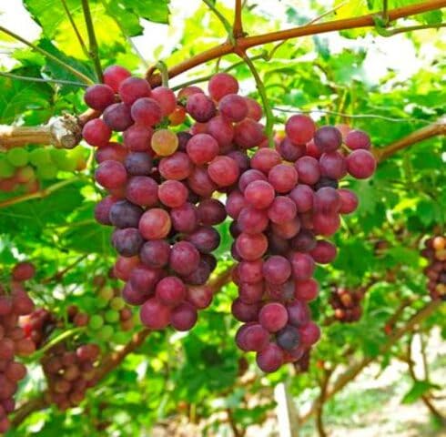 Red Grape Seeds – Heirloom, Non-GMO, High Germination Organic Garden Seeds