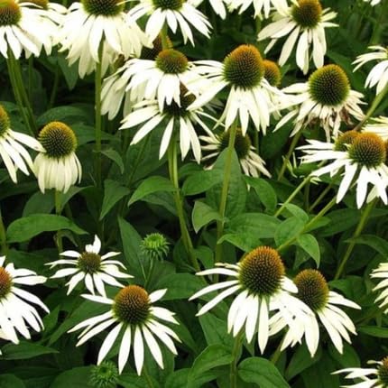 echinacea flower flower seeds
