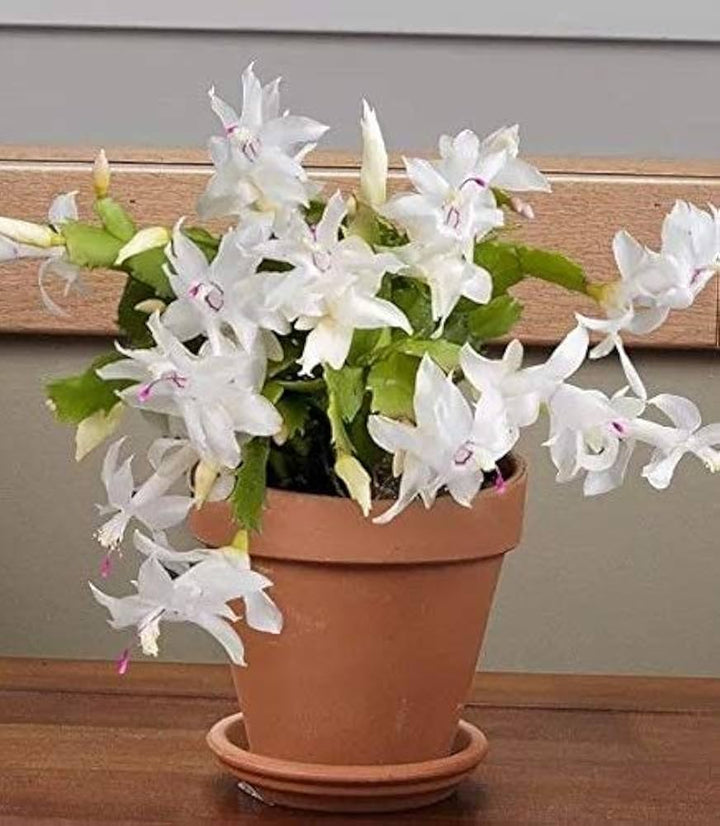 White Pink Schlumbergera Flower Seeds Heirloom Non-GMO High Germination Organic Garden Seeds for Planting