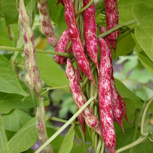 Red Bean Seeds – Heirloom, Non-GMO, High Germination Organic Garden Seeds Planting
