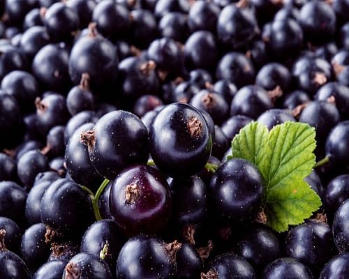 Black Blackcurrant Seeds – Heirloom, Non-GMO, High Germination Organic Garden Seeds