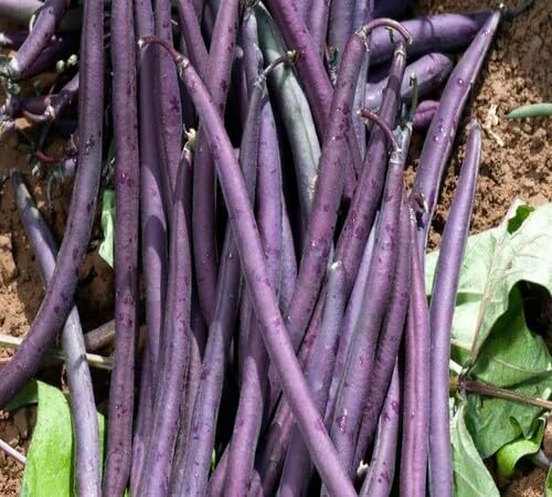 Purple Bean Seeds – Heirloom, Non-GMO, High Germination Organic Garden Seeds Planting