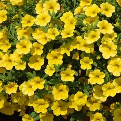 Petunia Flower Seeds Heirloom Non-GMO High Germination Organic Garden Seeds for Planting