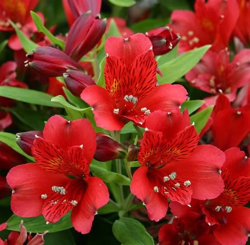 Red Alstroemeria Flower Seeds – Heirloom, Non-GMO, High Germination Organic Garden Seeds for Planting