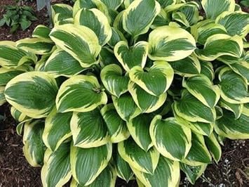 ehostayellowgreenheirloomnongmo flower seeds
