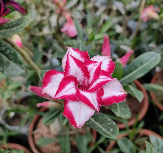 Red White Adenium Flower Seeds Heirloom Non-GMO High Germination Organic Garden Seeds