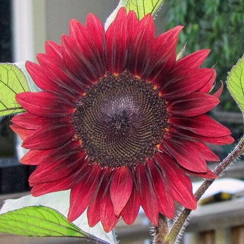 Red Sunflower Seeds Heirloom Non-GMO High Germination Organic Garden Seeds for Planting