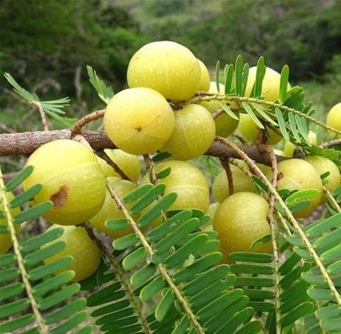 Green Amla Seeds – Heirloom, Non-GMO, High Germination Organic Garden Seeds