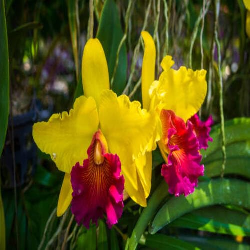 Gelb Rosa Cattleya Orchideenblumensamen – Alte Sorte Gentechnikfrei Hohe Keimfähigkeit Bio-Samen
