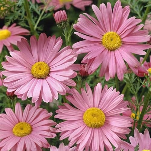 Pyrethrum Flower Seeds Heirloom Non-GMO High Germination Organic Garden Seeds for Planting