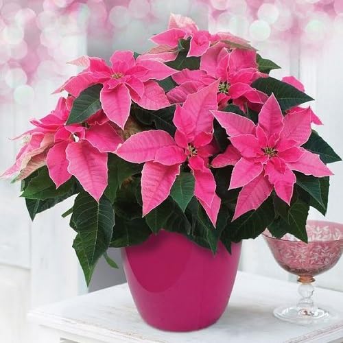 Poinsettia Blumensamen – Alte Sorte, gentechnikfrei, keimstark, Bio-Gartensamen zum Pflanzen