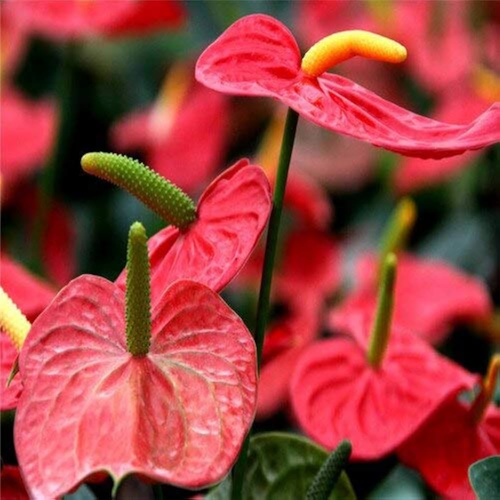 pink pink flower seeds