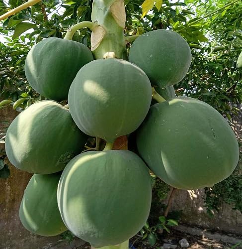 Green Papaya Fruit Seeds – Heirloom, Non-GMO, High Germination Organic Garden Seeds