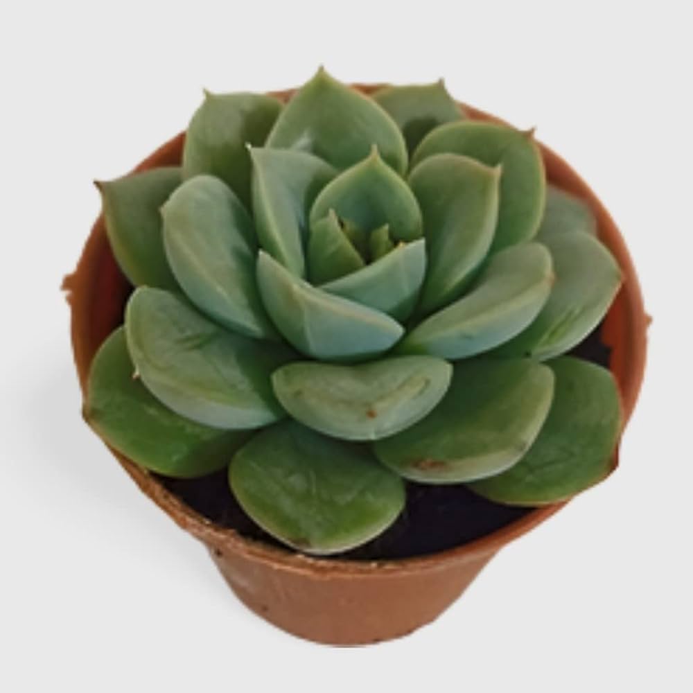 Succulent Flower Seeds Green for Planting – Heirloom, Non-GMO, High Germination Organic Garden Seeds