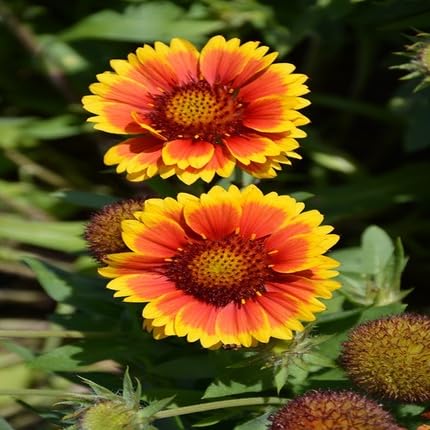 Red Arizona Flower Seeds for Planting Heirloom Non-GMO High Germination Organic Garden Seeds